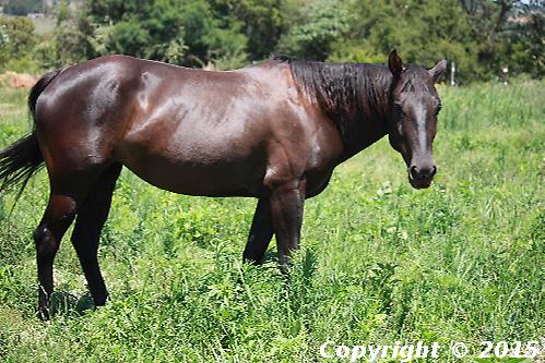 Calval Pardon My Dust